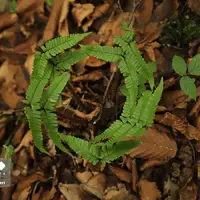 پاییز دیدنی جنگل‌های هیرکانی