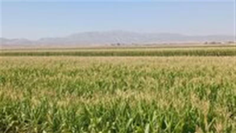 برداشت ذرت در خاتم آغاز شد