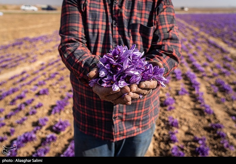 عکس/ برداشت زعفران در خراسان شمالی