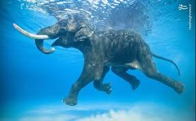 بچه فیل ها ، شناگران کوچک