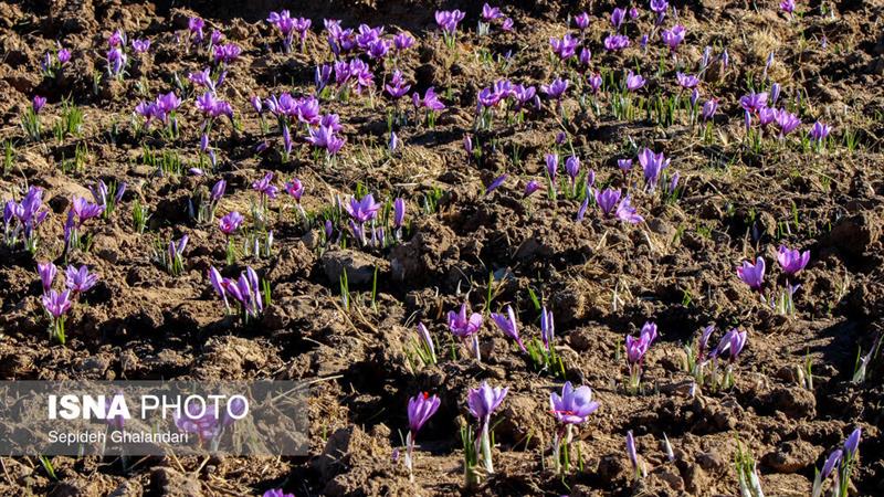 رئیس سازمان جهاد کشاورزی استان: برندسازی و فرآوری زعفران، مسیر آینده طلای سرخ خراسان جنوبی است