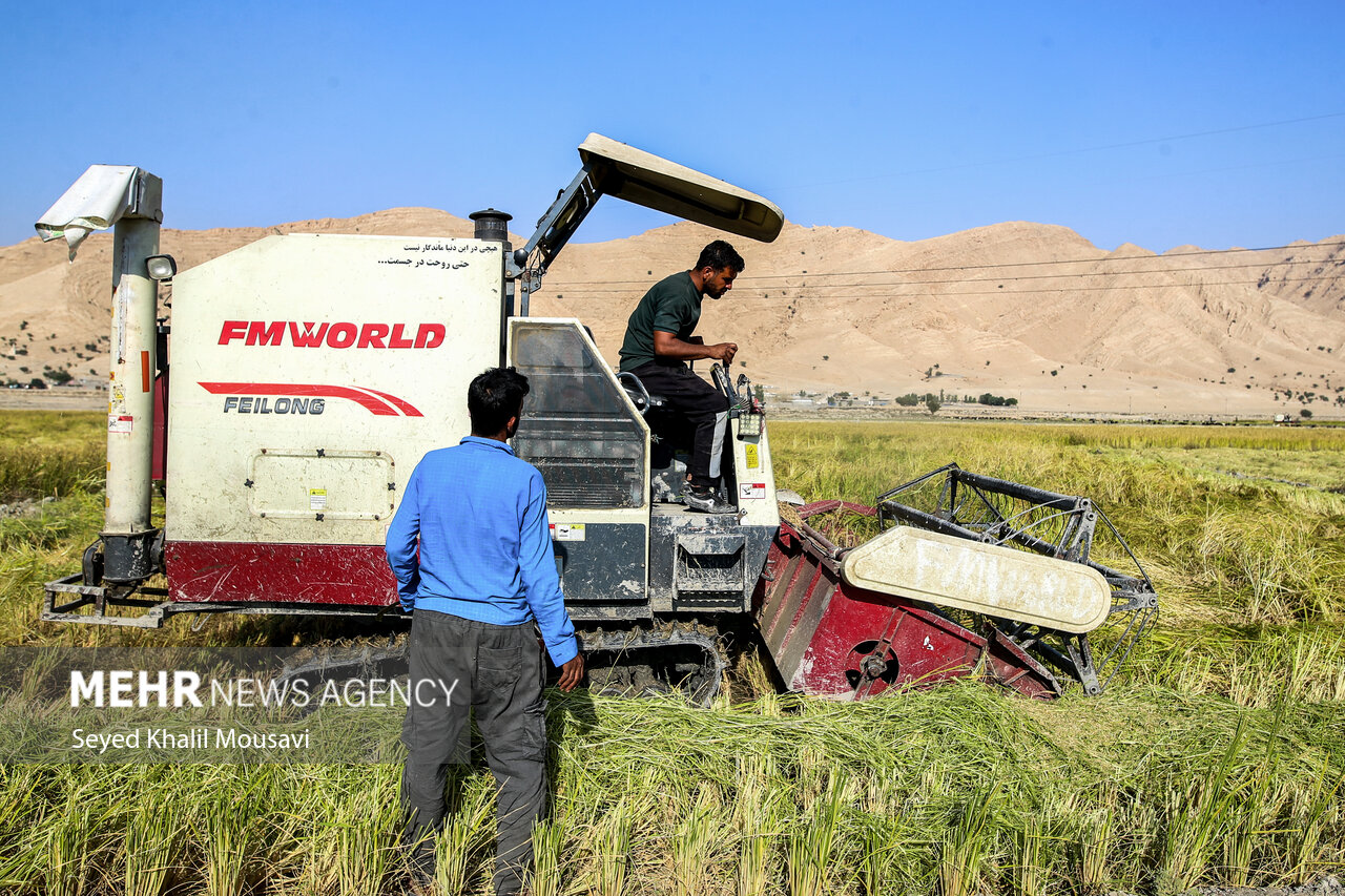 طلای زرد در دل تشنگی؛ برداشت برنج در سرله میداوود