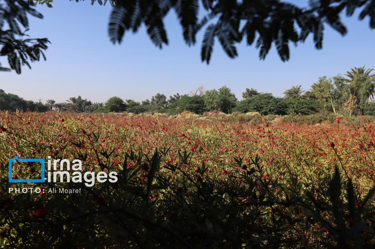برداشت چای ترش در مزارع خوزستان