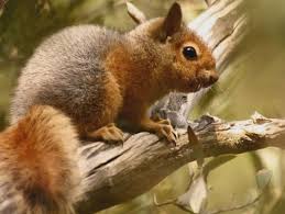 صدای عجیب سنجاب های کوهستانی 