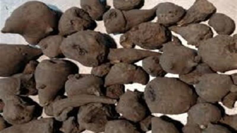 هشدار درباره عرضه گیاه جدوار در عطاریها