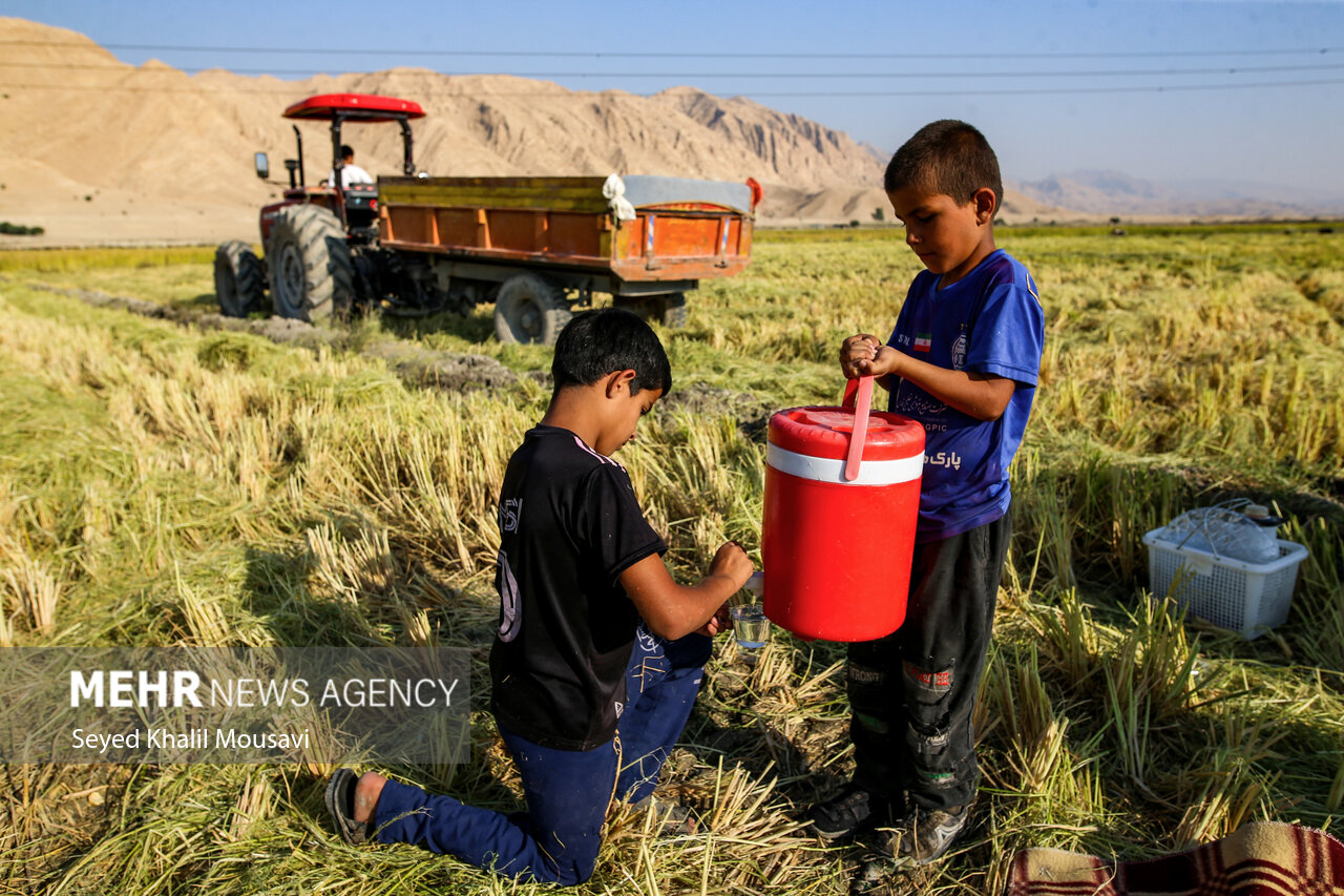 طلای زرد در دل تشنگی؛ برداشت برنج در سرله میداوود
