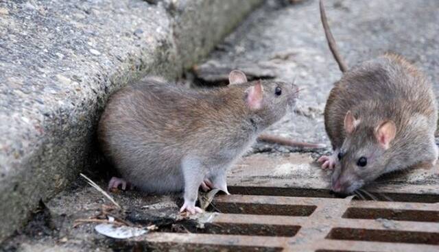 فعالیت ۲۲۰ نیروی تخصصی برای مقابله با جانوران موذی شهر