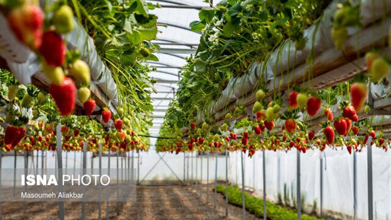 آغاز برداشت محصولات گلخانه‌ای دشت‌عباس ظرف ۲۰ روز آینده