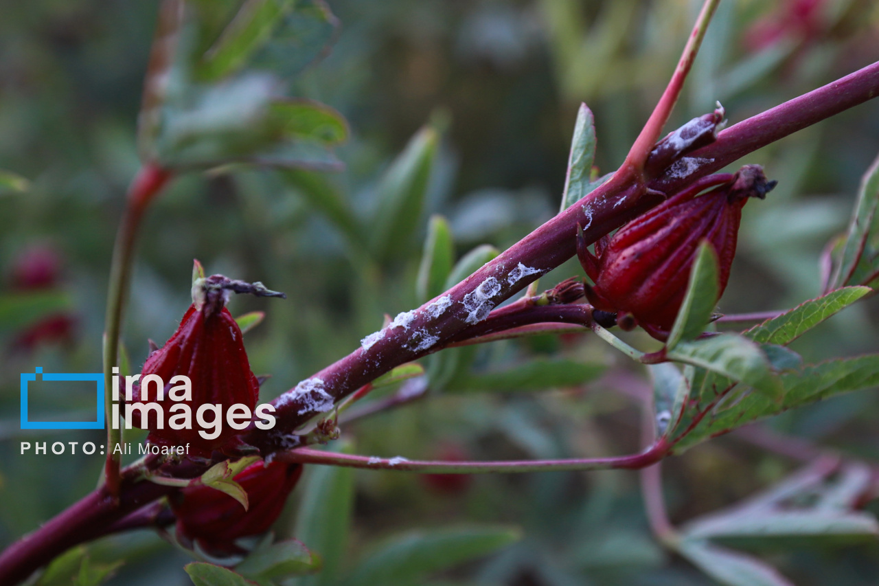 برداشت چای ترش در مزارع خوزستان