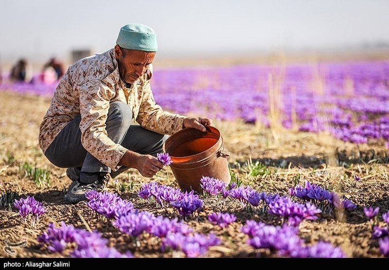 عکس/ برداشت زعفران در خراسان شمالی