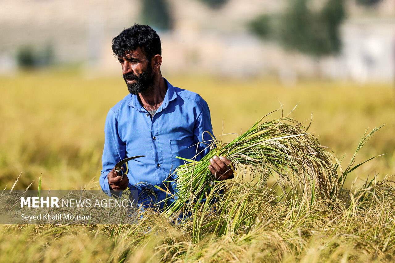 طلای زرد در دل تشنگی؛ برداشت برنج در سرله میداوود