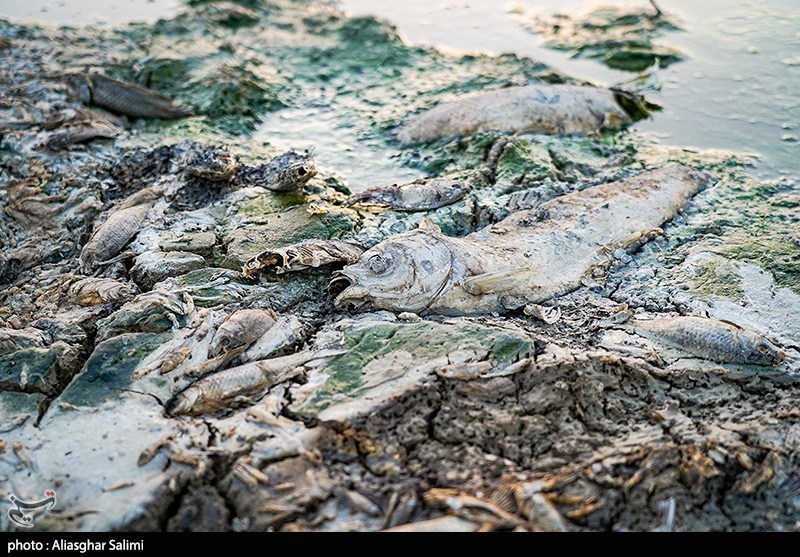 مرگ هزاران ماهی در بند عبدلآباد بجنورد