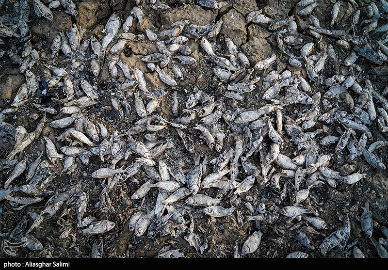 مرگ هزاران ماهی در بند عبدلآباد بجنورد