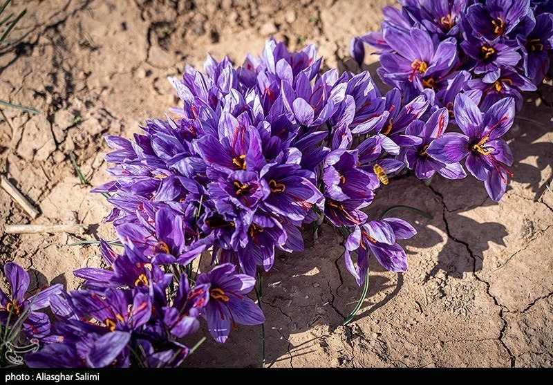 عکس/ برداشت زعفران در خراسان شمالی