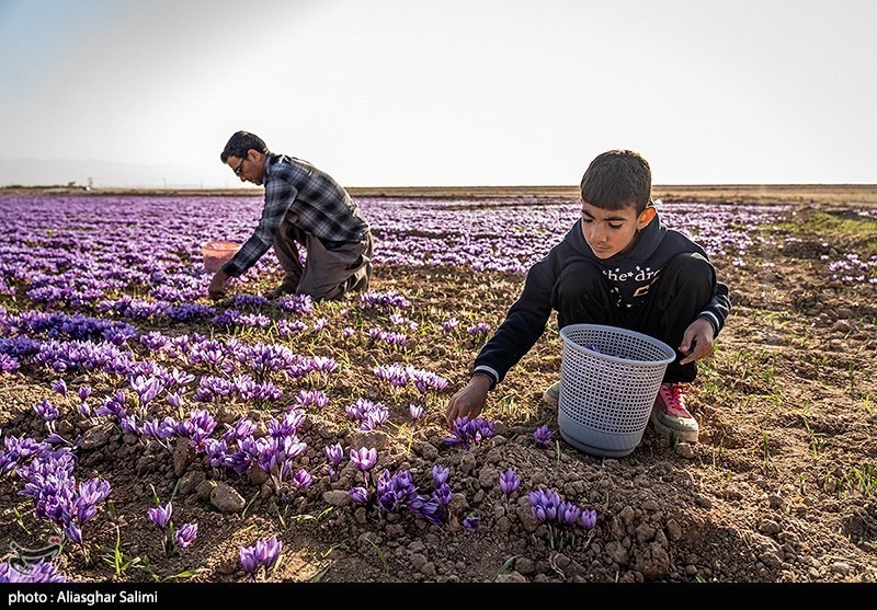 عکس/ برداشت زعفران در خراسان شمالی