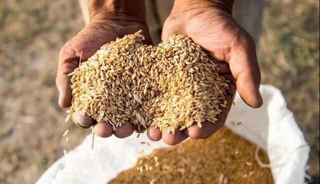 آغاز فرآوری بیش از ۲۷۰۰ تن بذر گندم در گلستان