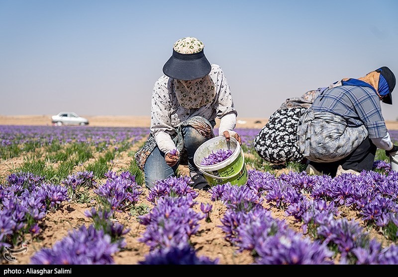 عکس/ برداشت زعفران در خراسان شمالی