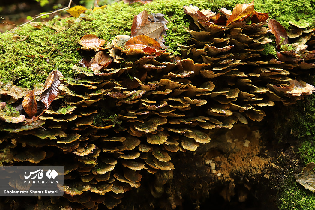 پاییز دیدنی جنگل‌های هیرکانی