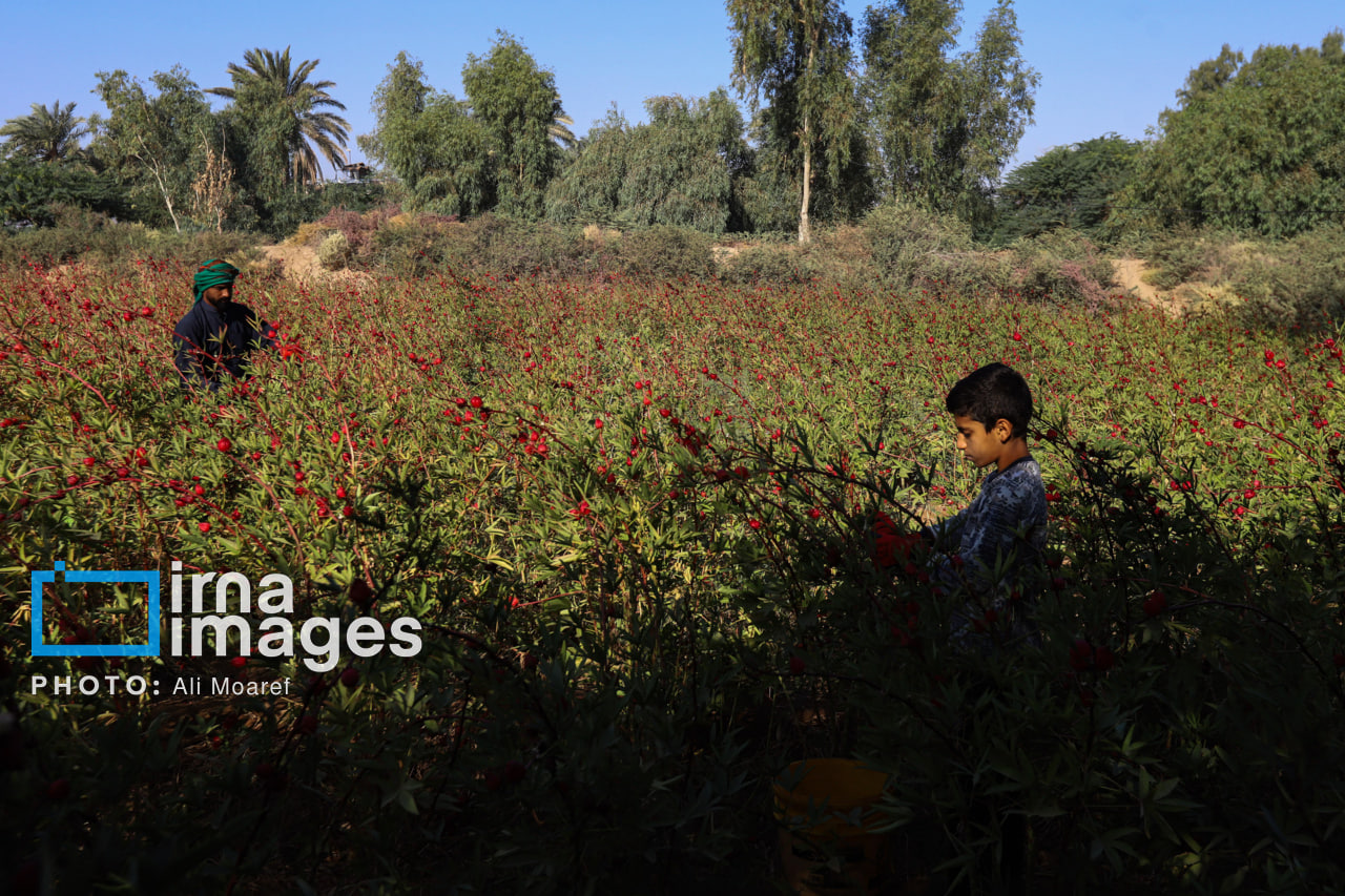 برداشت چای ترش در مزارع خوزستان