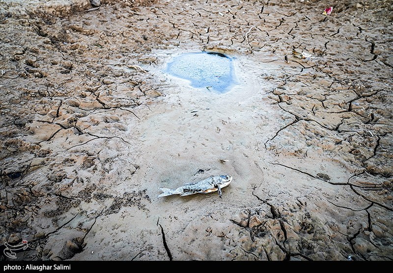 مرگ هزاران ماهی در بند عبدلآباد بجنورد