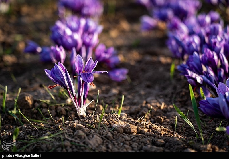 عکس/ برداشت زعفران در خراسان شمالی