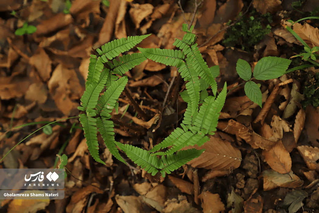 پاییز دیدنی جنگل‌های هیرکانی