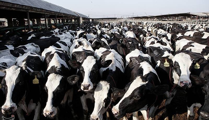 شیوع جدی تببرفکی در برخی دامداریها و خطر احتمالی کمبود لبنیات و گوشت