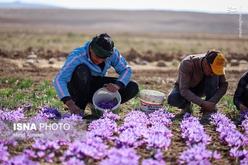 عکس/فصل برداشت طلای سرخ فاروج