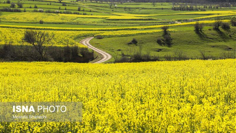 رونق کشت کلزا در دهلران با وجود چالش آبی