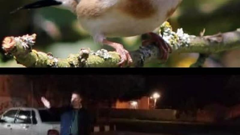 کشف ۱۴۶ قطعه سهره طلایی از شکارچی متخلف در بیله‌سوار