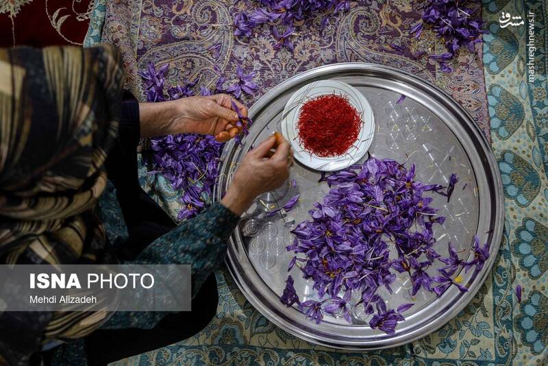 عکس/فصل برداشت طلای سرخ فاروج