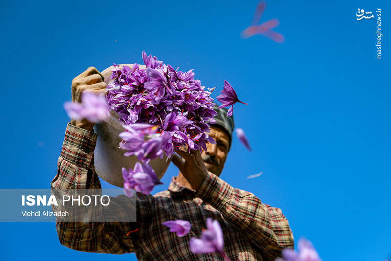 عکس/فصل برداشت طلای سرخ فاروج