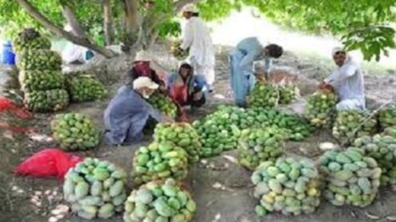 اختصاص بخش اعظمی از باغات جنوب سیستان و بلوچستان به کشت موز و انبه