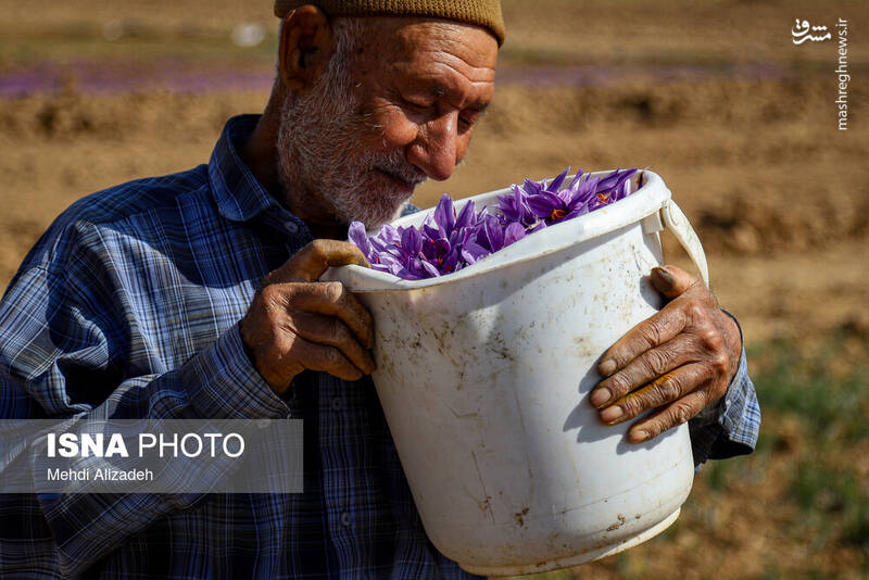 عکس/فصل برداشت طلای سرخ فاروج