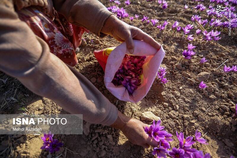 عکس/فصل برداشت طلای سرخ فاروج