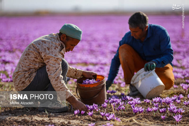 عکس/فصل برداشت طلای سرخ فاروج