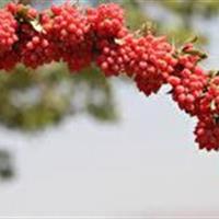 از دانه‌های سرخ تا درمان دیابت؛ روایت علمی زرشک خراسان جنوبی