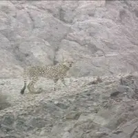 ثبت تصویر ۵ قلاده یوزپلنگ آسیایی در میاندشت خراسان شمالی