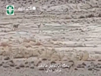 مشاهده ۵ قلاده یوزپلنگ آسیایی در میاندشت خراسانشمالی