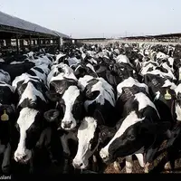 شیوع جدی تببرفکی در برخی دامداریها و خطر احتمالی کمبود لبنیات و گوشت