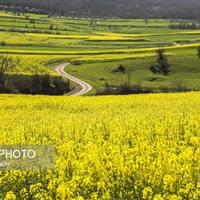 رونق کشت کلزا در دهلران با وجود چالش آبی
