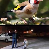 کشف ۱۴۶ قطعه سهره طلایی از شکارچی متخلف در بیله‌سوار