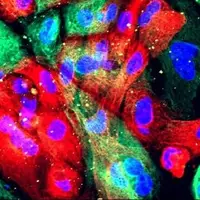 پژوهشی درباره رشد طبیعی یک آنزیم تا شکل‌گیری تومور از آن/ «کینازها» شمشیر دولبه در بدن انسان