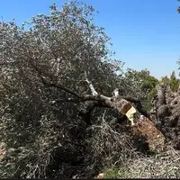 75 درصد درختان زیتون غزه در حملات رژیم صهیونیستی از بین رفتند