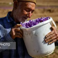 عکس/فصل برداشت طلای سرخ فاروج