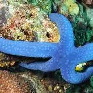 با ستاره لینککیا آشنا شوید!