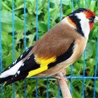 عامل زندهگیری و خرید و فروش پرنده سهره طلایی در بیلهسوار دستگیر شد