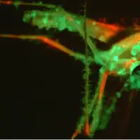 قارچ مهندسی‌شده با بوی فریبنده، پشه‌ها را به کام مرگ می‌کشاند