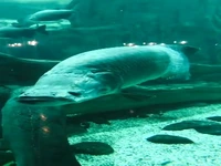 ماهی گرمسیری پرتوی آب شیرین