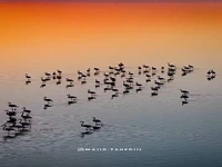 طبیعت میانکاله واقعاً باشکوهه!